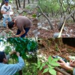 Busca la UAT conservar bosques de encino con tecnología geoespacial