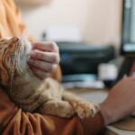 Tu gato lo agradecerá: top 5 de cosas que te pediría si hablase