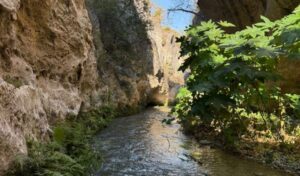 gobtam_315_1775067961736.jpg