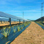 México apuesta por la agrovoltaica: paneles solares que no compiten con la tierra, sino que la protegen