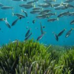 Formentera planta Posidonia para salvar el Mediterráneo balear