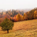 Una gran tormenta solar medieval descubierta gracias a los árboles — Astrobitácora