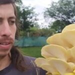 Guía para cultivar hongos en casa y mejorar la alimentación