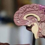Neuroeducación en el aula: qué es, cómo aplicarla y los mejores libros para docentes